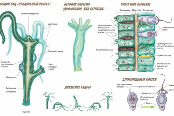 Kraken ссылка kraken clear com