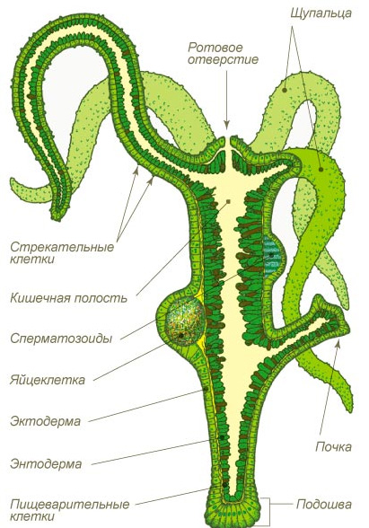 Кракен не грузит